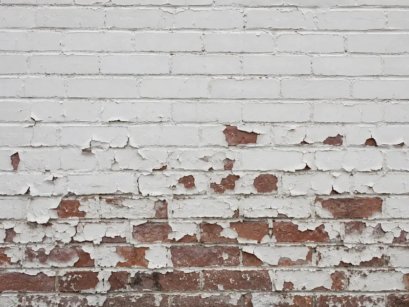 White paint peeling off a red brick wall in sheets, bare brick showing through along the lower courses