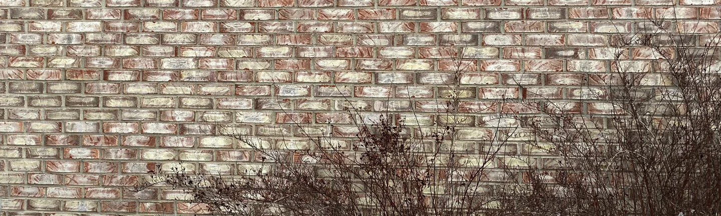 A band of the home's washed pink and cream brick wall in 2020, the units one even range with dormant shrubs in front of the lower courses