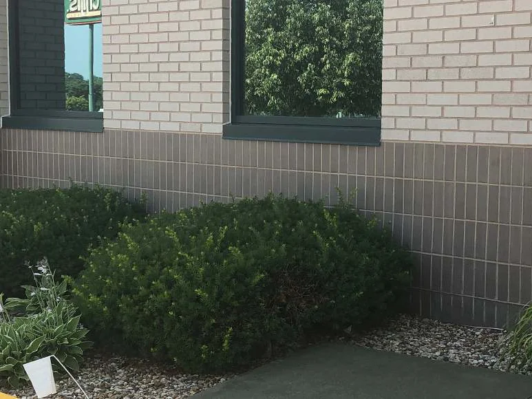 A corner of the building in 2019, the base course dark grey brown under cream brick and tinted windows, with yews and hostas planted in front