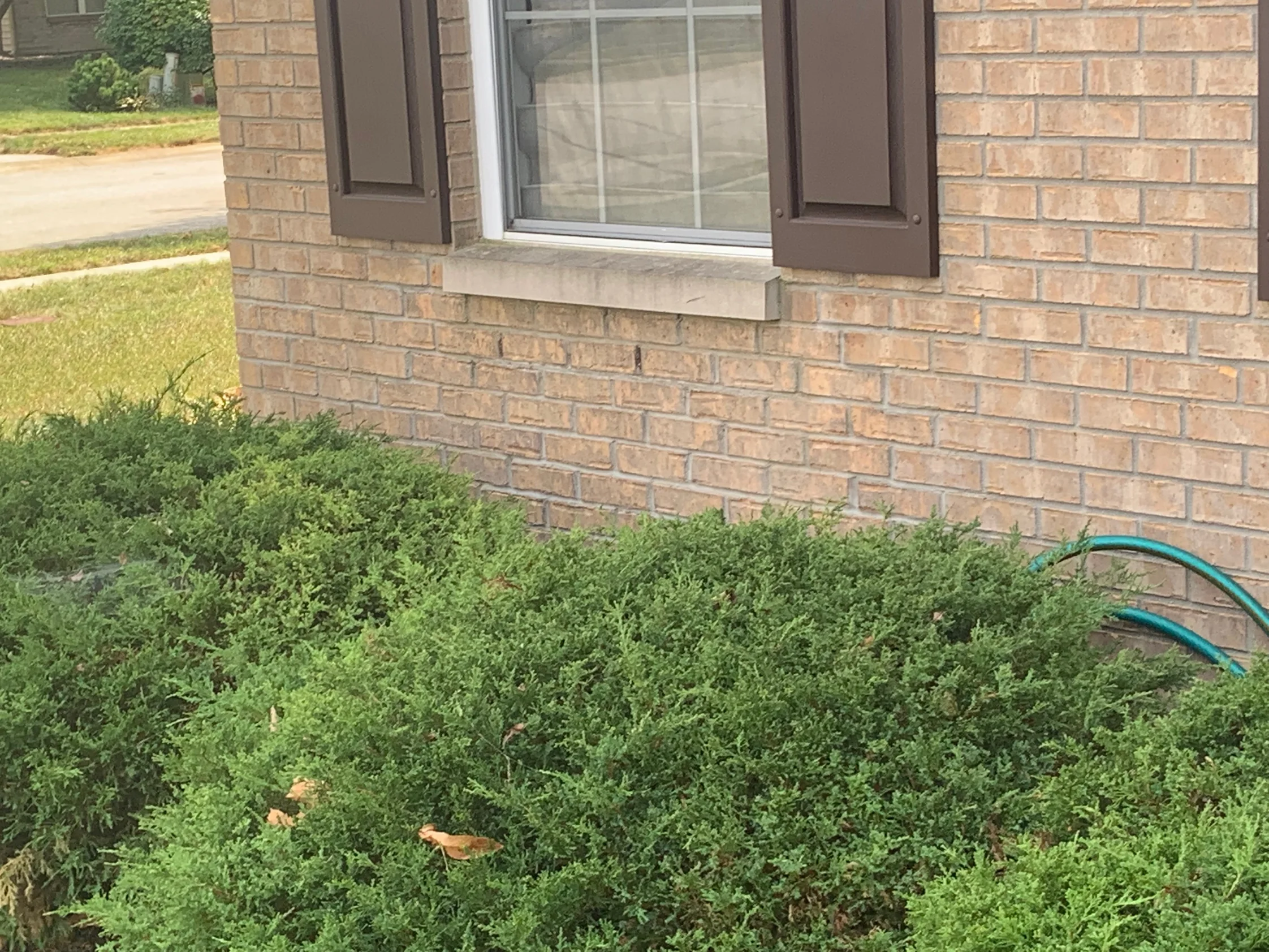 The house corner in 2019 seen past the front lawn, the brick under the window sill reading as one range with junipers grown up against the wall