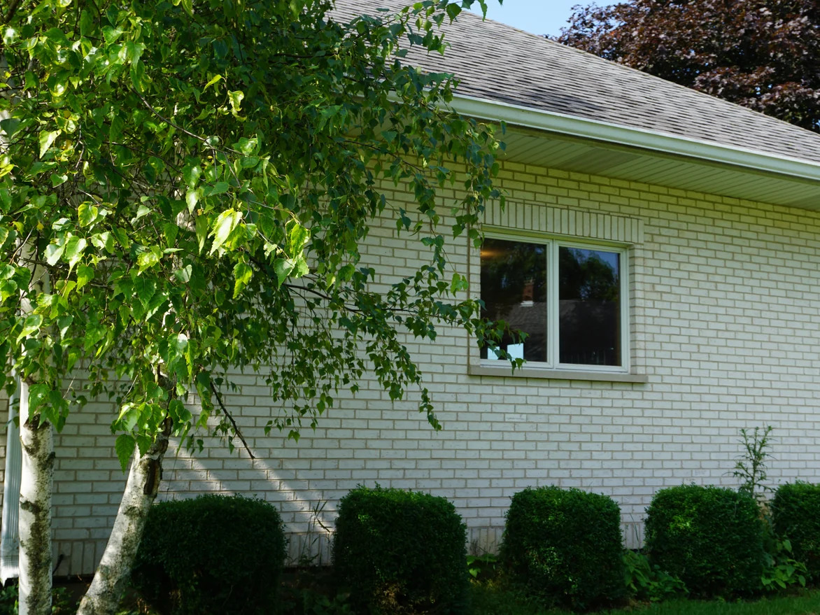 The eaves and soffit of the house in 2019 seen past a white birch, the brick below them one even white to the window head