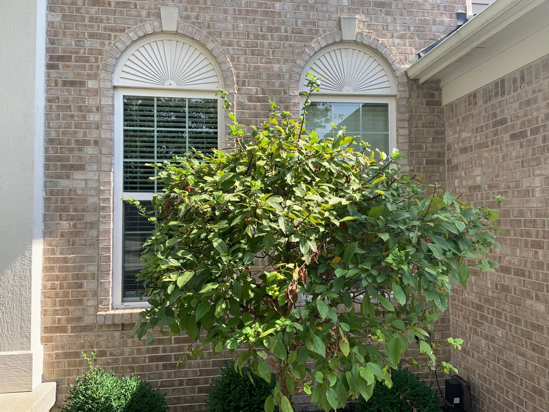 Two windows with fan-louvred arch tops on the front of the house in 2019, a shrub grown up in front of them, the brick around and above them an even tan and cream