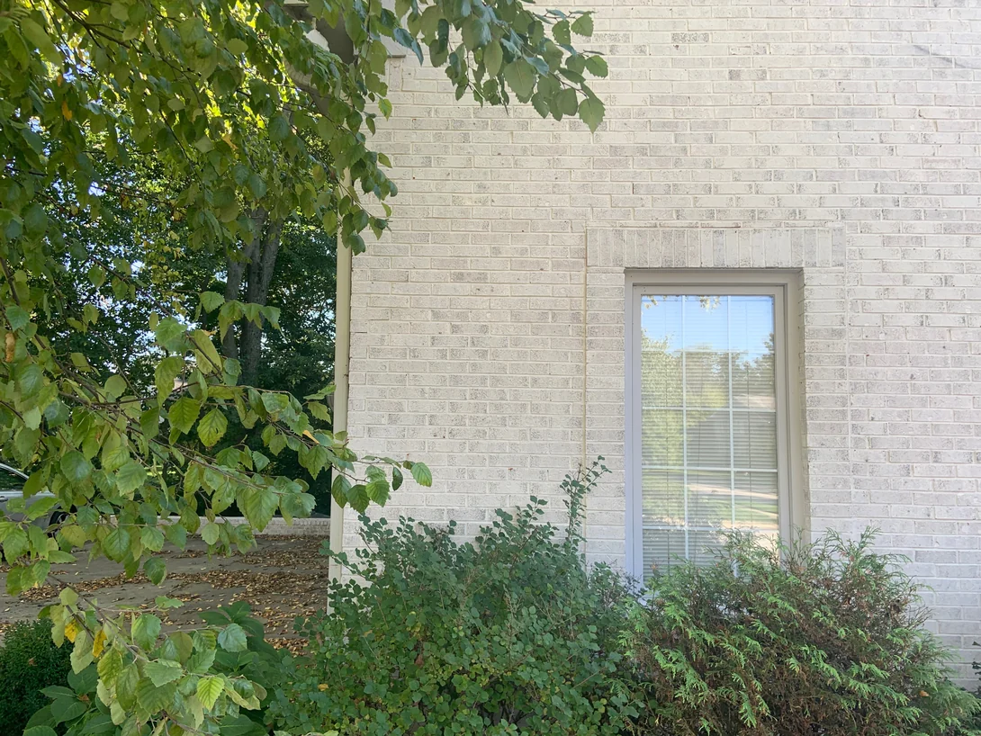 A tall window set in the blended cream brick in 2019, a birch branch hanging across the near edge of the frame