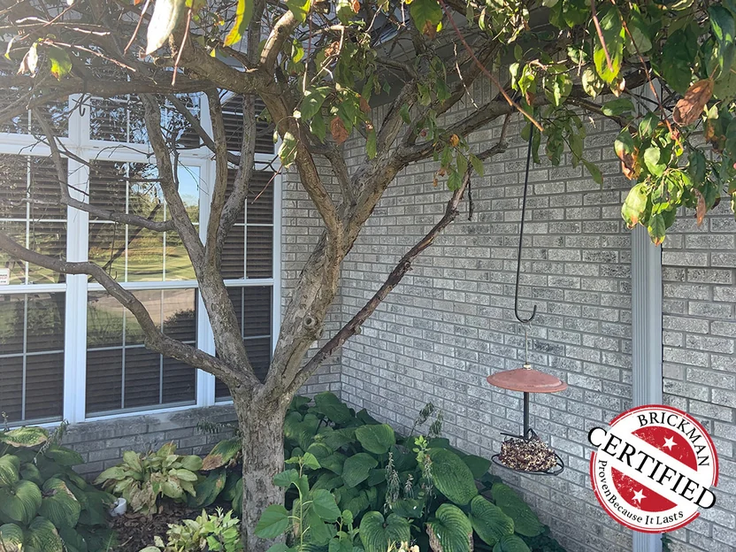 A ground floor window and the brick wall beside it in 2019, seen past a small tree and a bird feeder