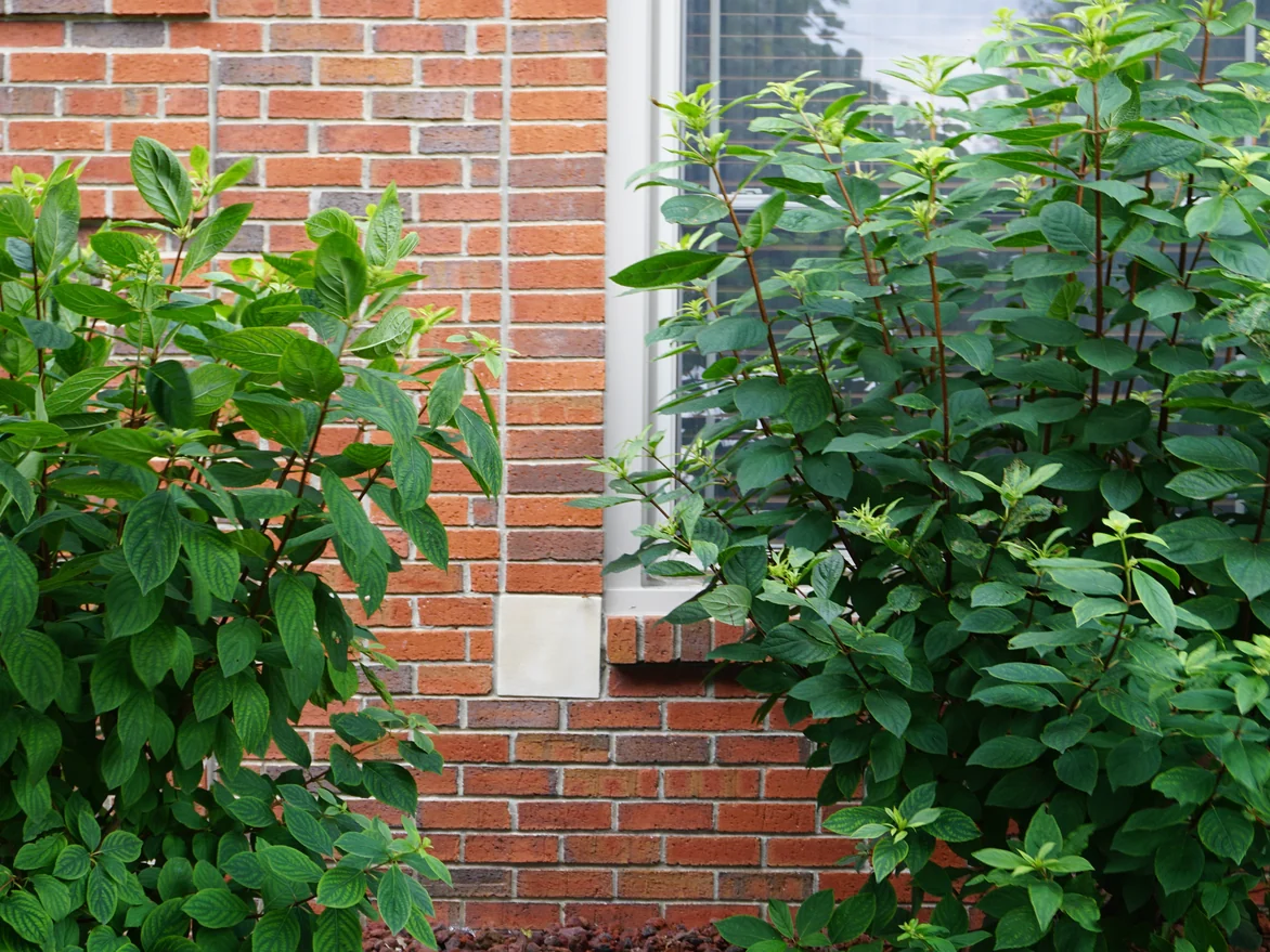 A window with a cast stone sill set in the red brick in 2019, the units around it one range of red and dark brown behind mature planting
