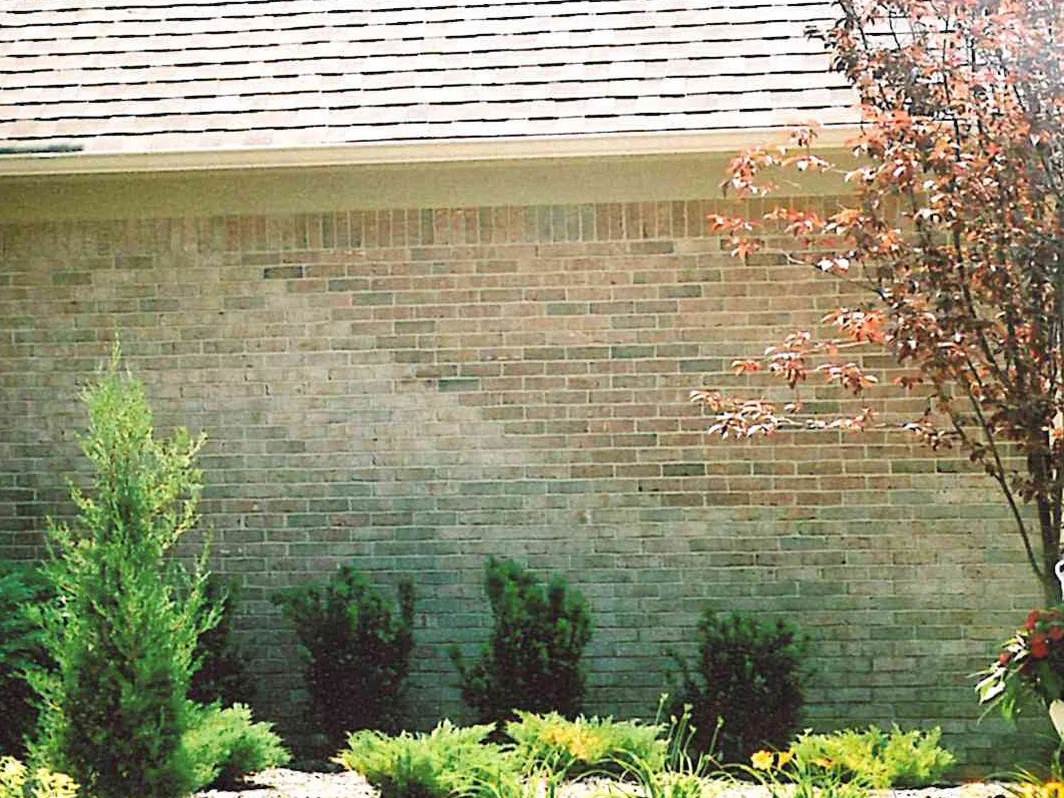 The side wall of the house in 2005 before staining, pale brick in blotchy patches across the wall between a juniper at the left and a red-leaved maple at the right