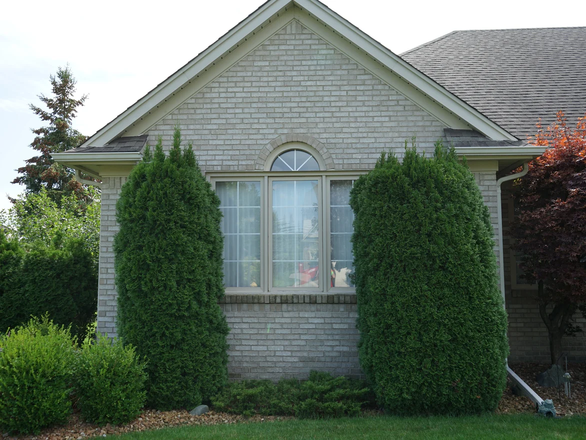 A front gable in 2019, an arched brick head over a tall window flanked by two upright arborvitae
