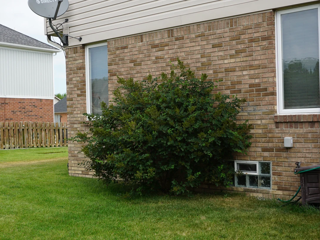 The side of the house in 2019, its brick holding one tan and buff range along the whole wall behind a shrub, with a glass block basement window at the foot