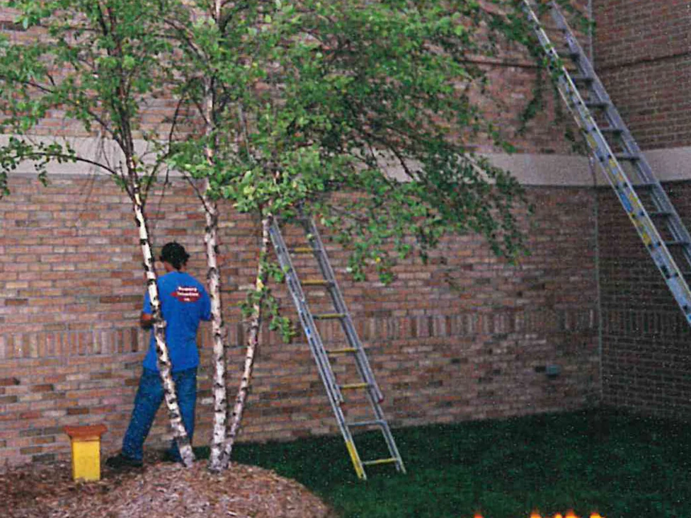 An applicator working the brick at an inside corner of the hospital in 1998, two ladders against the walls and the courses running pale buff with lighter units in groups
