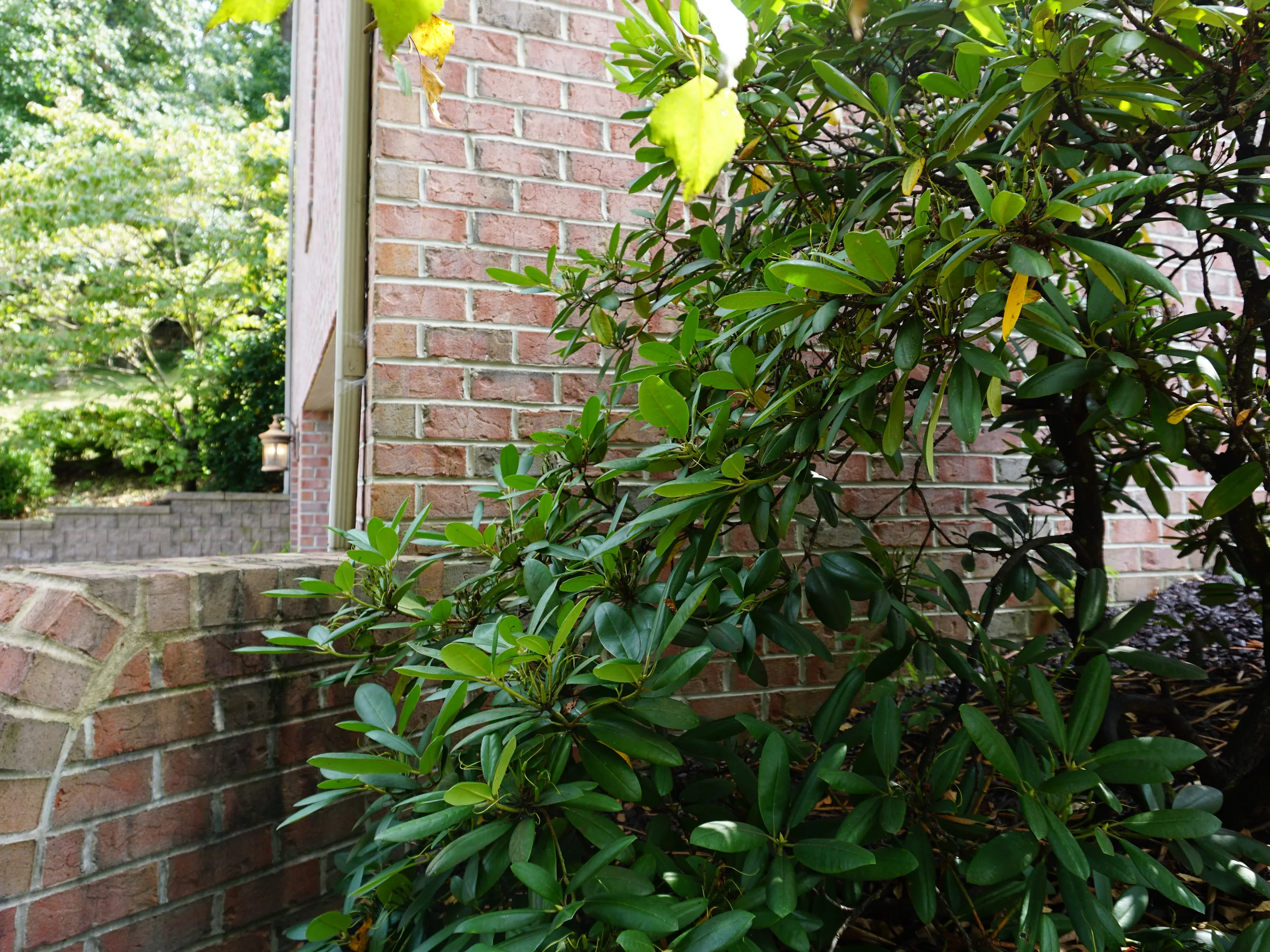 An outside corner of the house in 2019, a carriage lantern lit beside the entry and a low brick garden wall running out into the planting