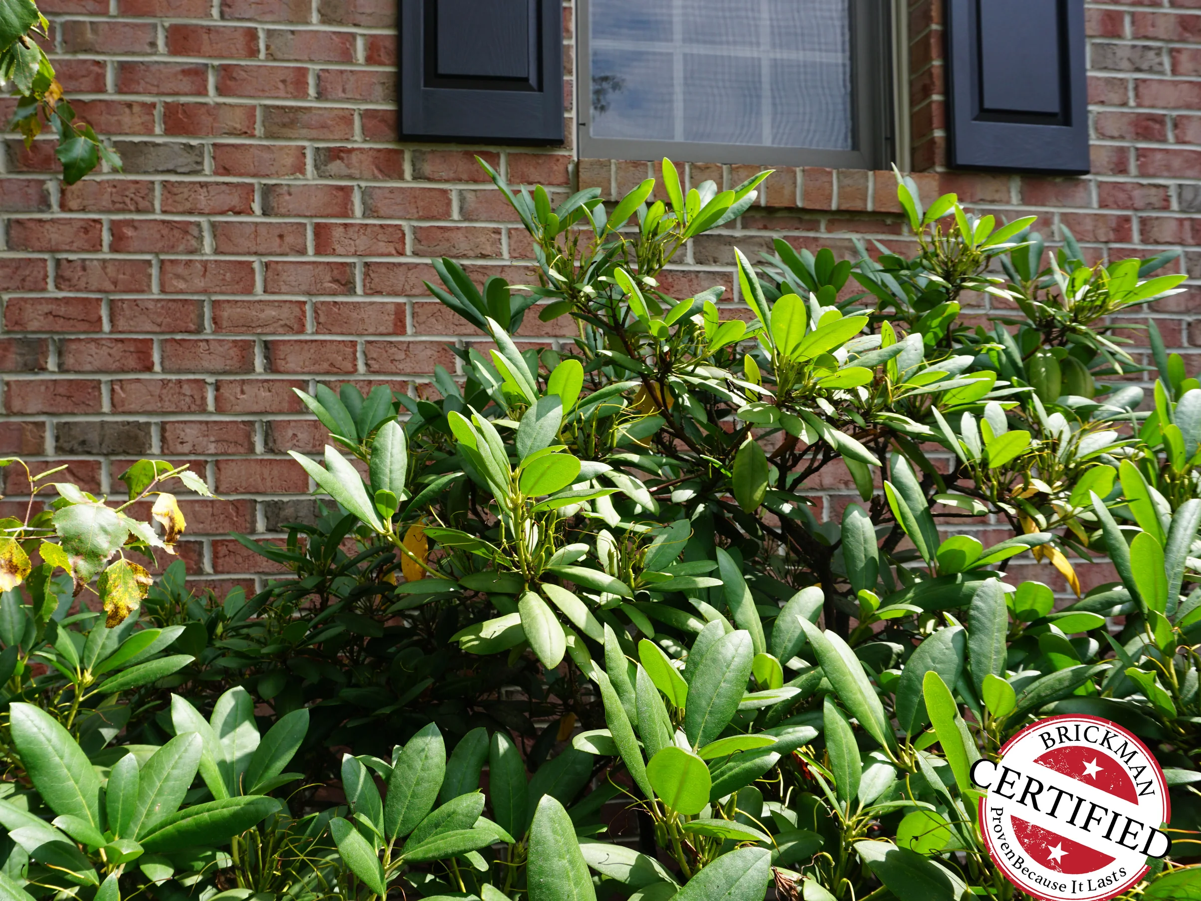 A wall of the house in 2019, a shuttered window above and a mature rhododendron grown up against the brick, the certification stamp in the corner of the frame