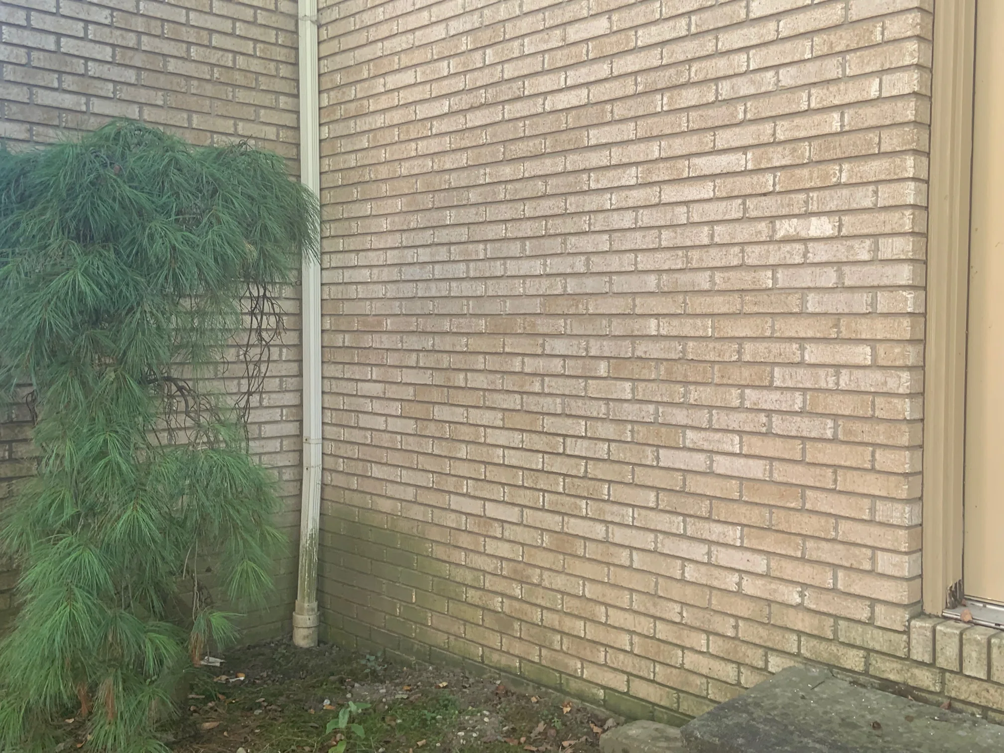 An inside corner of the house in 2019 where two stained walls meet behind a downspout and a young pine, the brick holding one even buff range across both faces