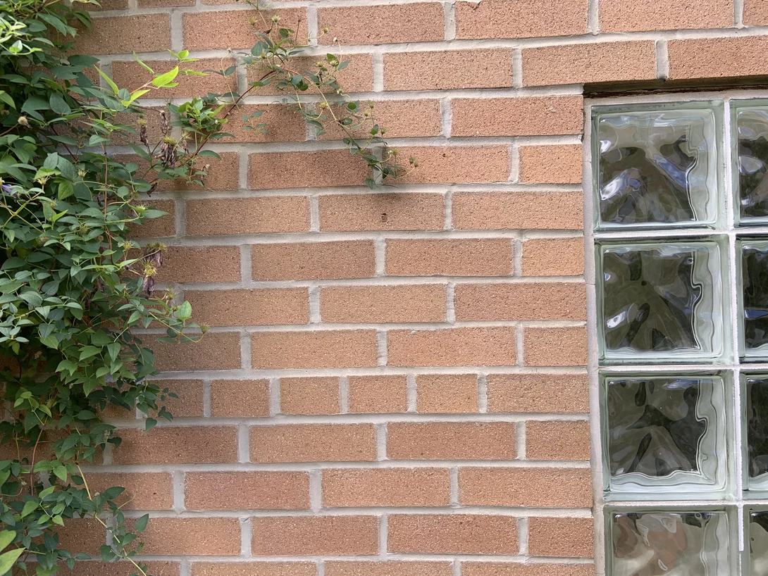 Brick beside a glass block window in 2019, a clematis climbing the wall at the left