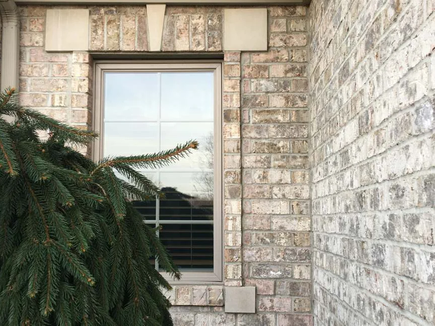 The same window and outside corner in 2019, the buff brick holding one range across both walls, with a spruce grown up across the left of the frame