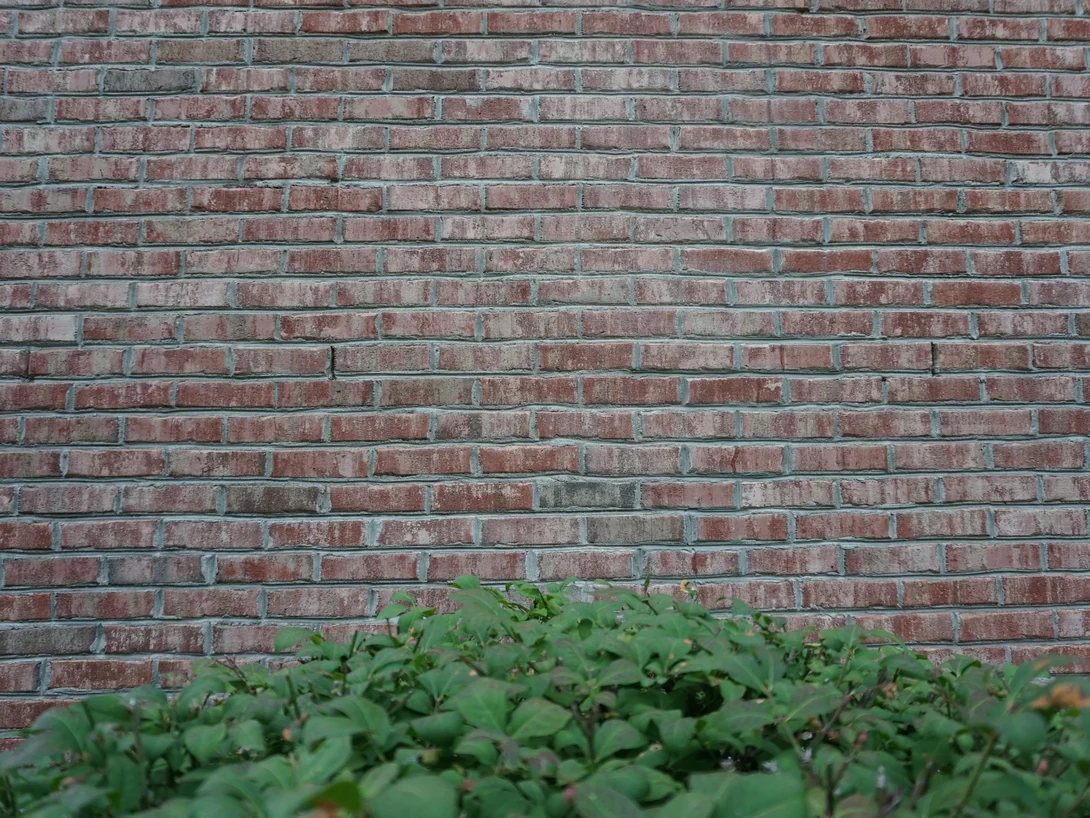 A stretch of the wall in 2019 above a planting bed, the brick an even blend of red, salmon and cream over grey mortar joints