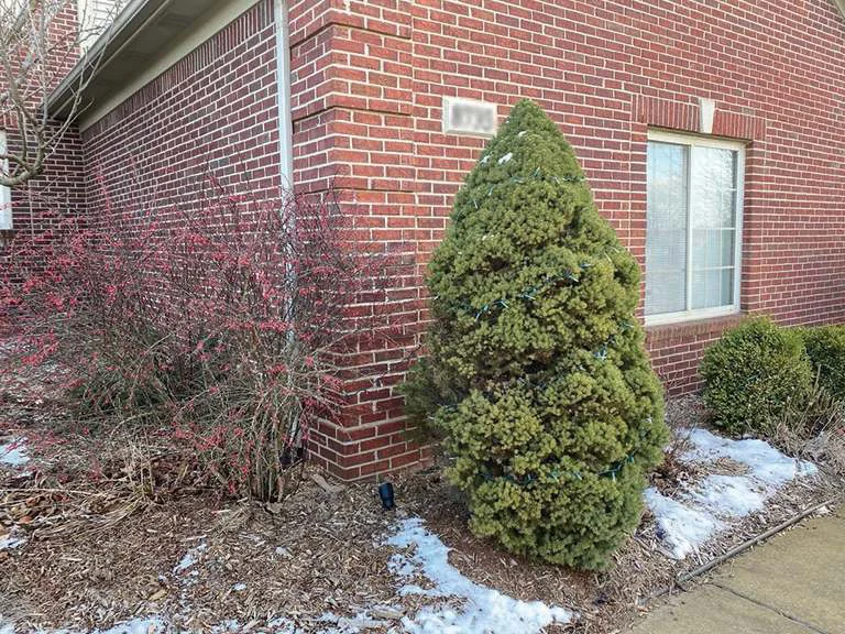 The side elevation in 2020, red brick running past a window to the front corner, with a grown spruce and a bare stemmed shrub in the bed below