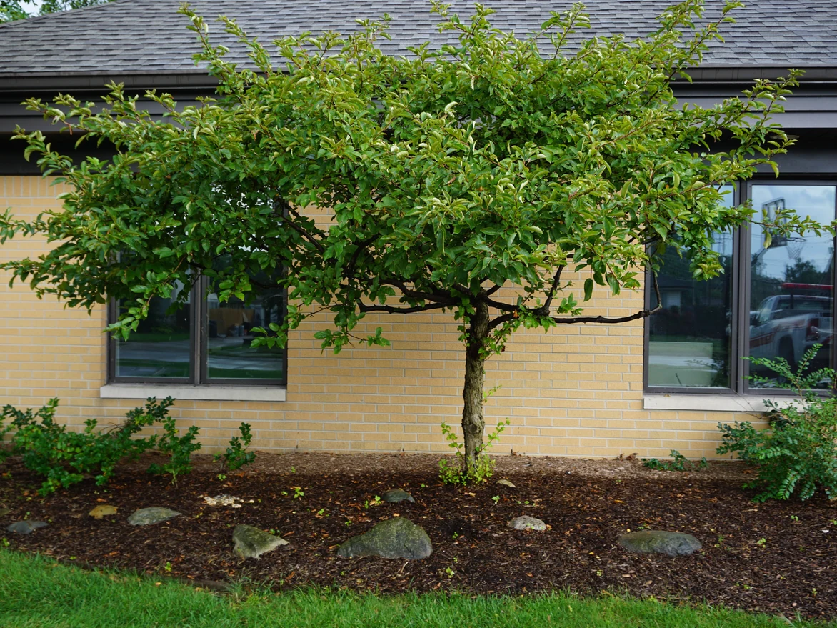 Two windows in the station's buff brick wall in 2019 behind a small ornamental tree, a fire department pickup reflected in the glass