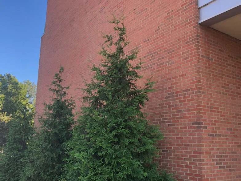 The same wing in 2019, red brick from the ground to the coping with three evergreens planted against it