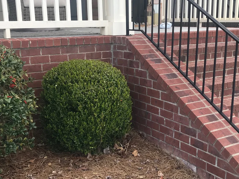 The inside corner in 2022, the planter wall of the house and the wall of the stair holding one range, with a clipped boxwood in the bed below