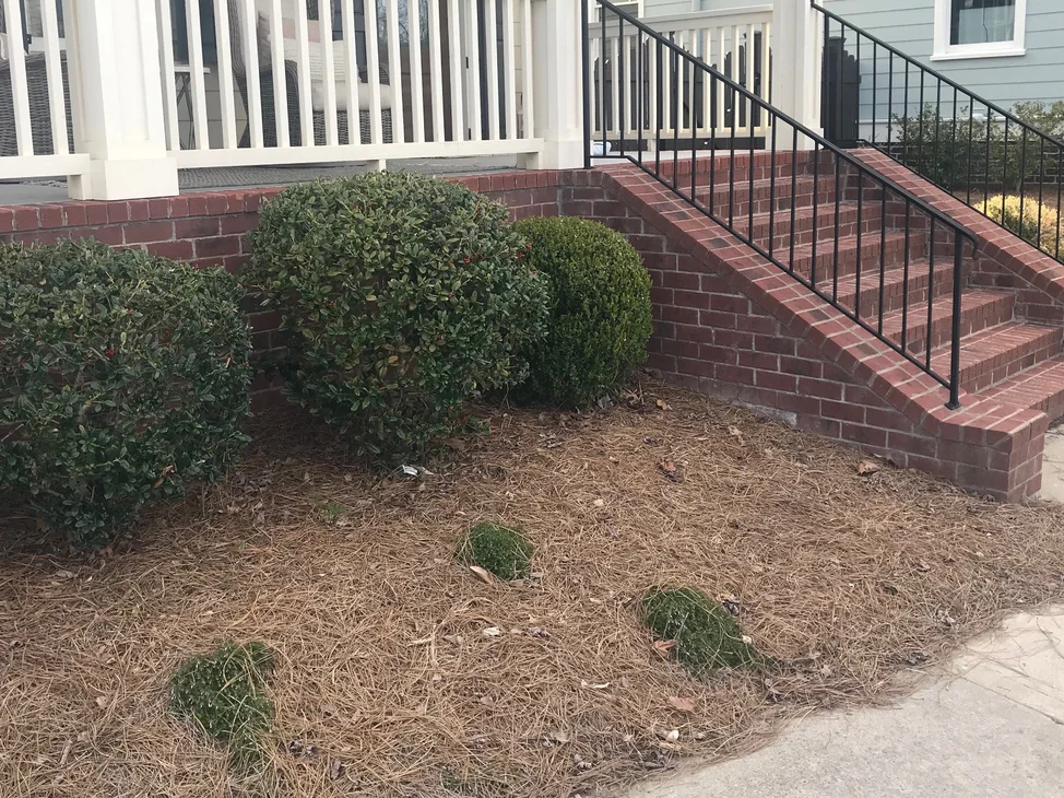 The front of the Tennessee house in 2022, the brick stair and the planter wall seen past grown shrubs from the public walk