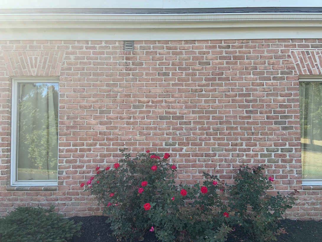 A panel of the wall between two windows in 2019, rose bushes in flower along the base, the brick one consistent red range